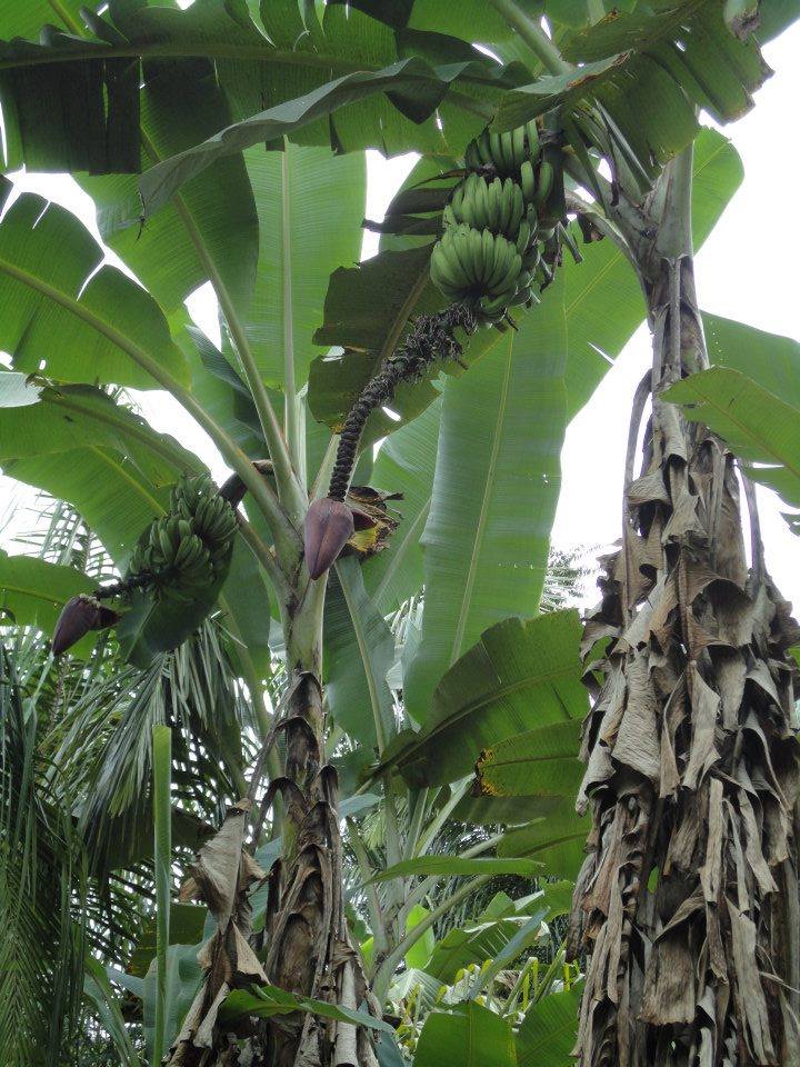 Terreno en VentaAlto Beni a 15 minutos del municipio de Palos Blancos en el Km 7, camino a Inicua Foto 7