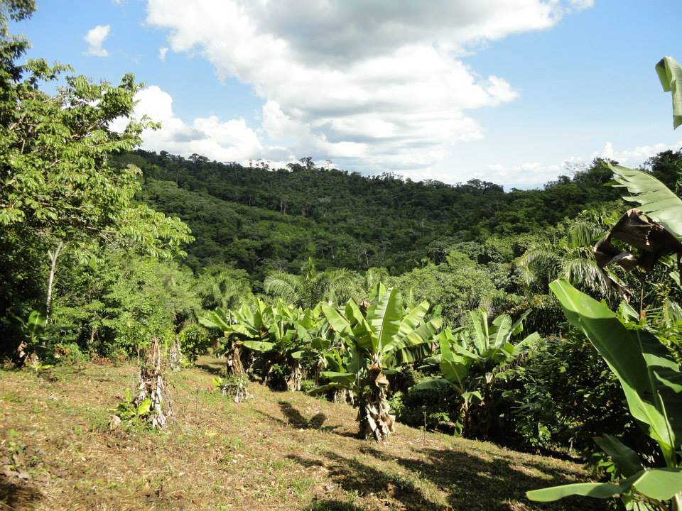 Terreno en VentaAlto Beni a 15 minutos del municipio de Palos Blancos en el Km 7, camino a Inicua Foto 2