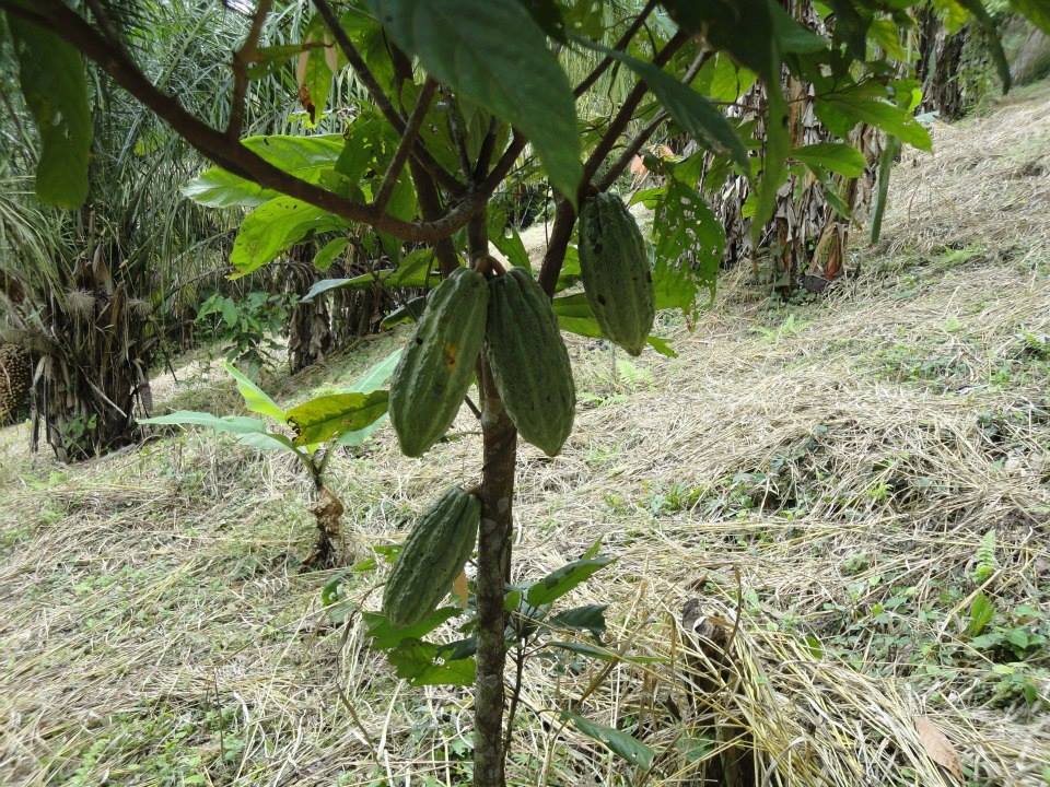 Terreno en VentaAlto Beni a 15 minutos del municipio de Palos Blancos en el Km 7, camino a Inicua Foto 12