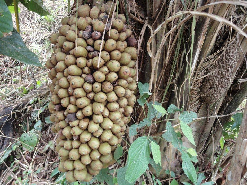 Terreno en VentaAlto Beni a 15 minutos del municipio de Palos Blancos en el Km 7, camino a Inicua Foto 4
