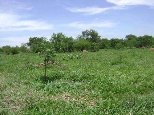 Terreno en Carretera Norte en Santa Cruz de la Sierra    Foto 1