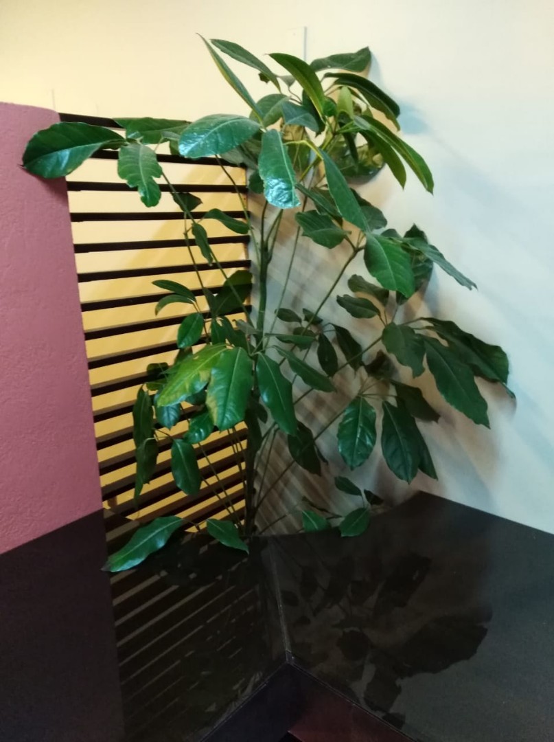 Local comercial en Sopocachi en La Paz 3 dormitorios 1 baños 1 parqueos Foto 10