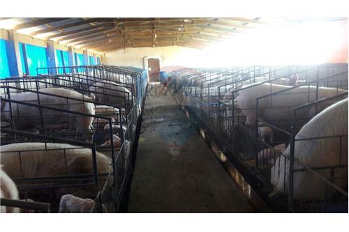 Terreno en Doble vía La Guardia en Santa Cruz de la Sierra 5 dormitorios 3 baños  Foto 3