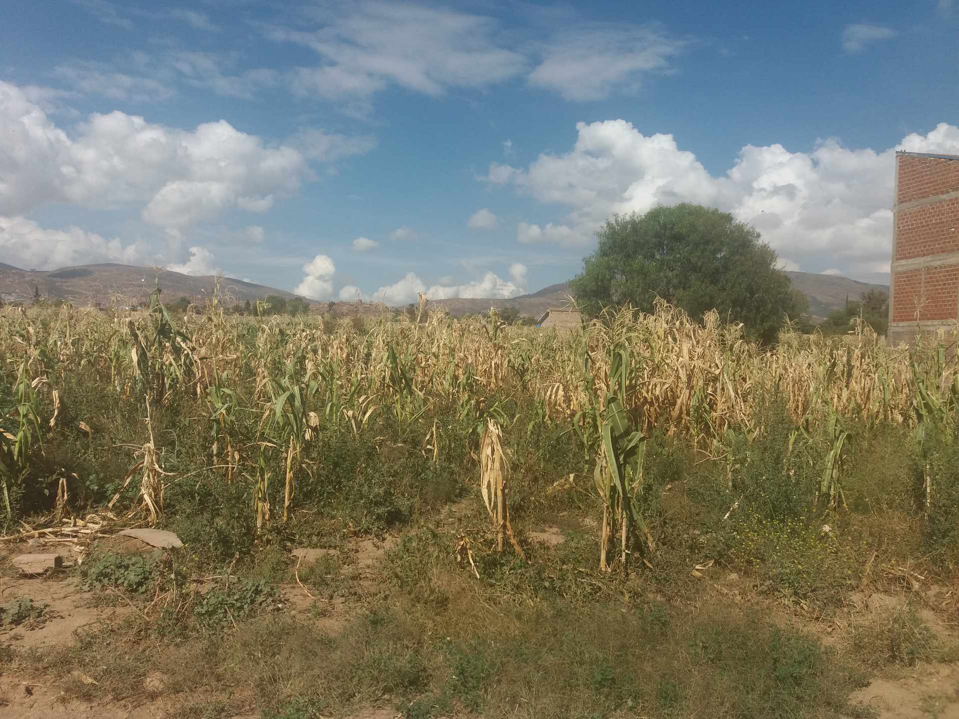 Terreno en VentaAV. PANAMERICANA ESQUINA COLEGIO SAN ANTONIO, CAMINO EN SENTIDO A MOLLE MOLLE; ZONA SUD PUCARA Foto 4