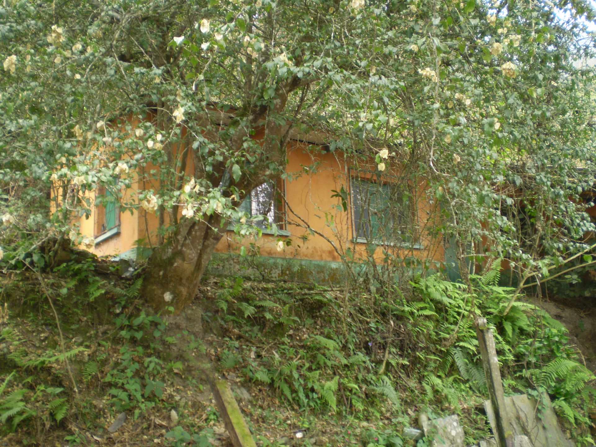 Casa en VentaCoroico, Nor Yungas comunidad Incapampa Foto 9