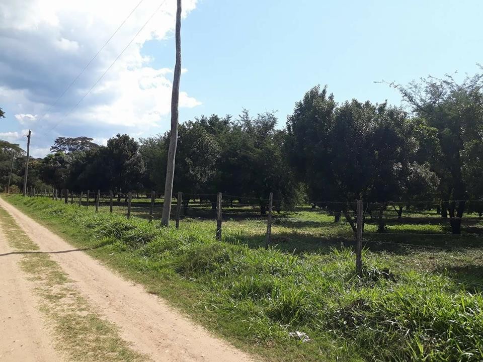 Quinta propiedad agrícola Ubicada cerca de la problacion el torno perteneciente al Dpto de santa cruz , en la comunidad de jorochito a 300 mt de la avenida.  Foto 3