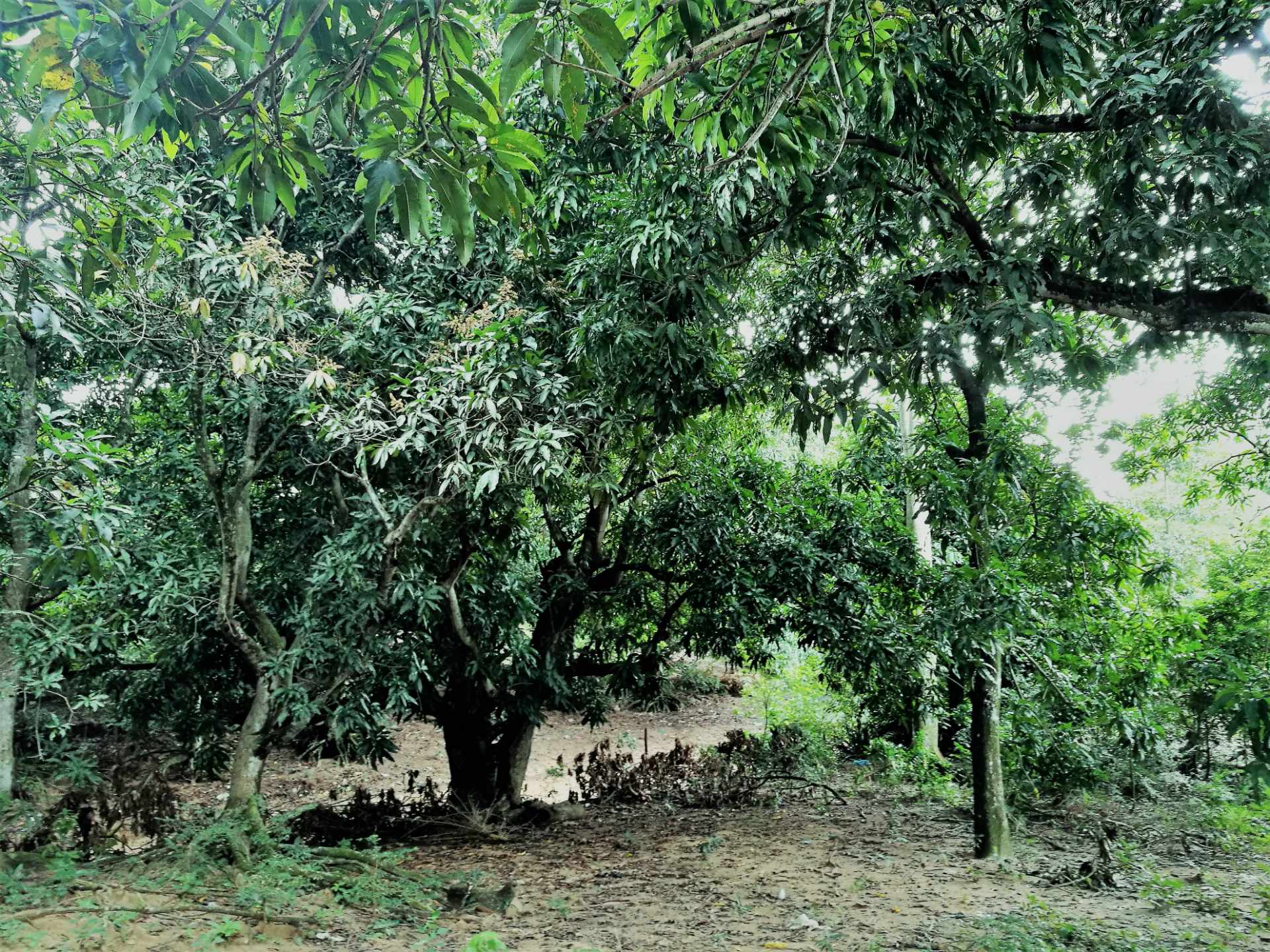 Terreno en Venta?TERRENO EN LA GUARDIA barrio “EL BIBOSI”    Foto 11