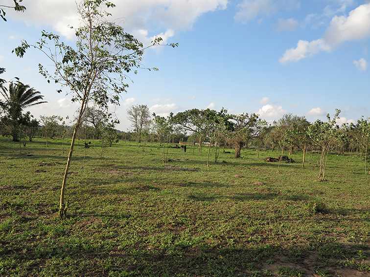 Quinta propiedad agrícola en VentaLa Guardia a 500 m de la Doble vía La Guardia    Foto 5