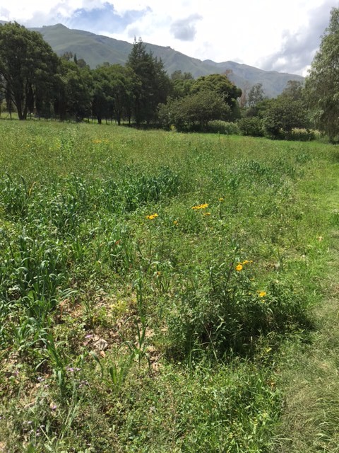 Terreno en VentaLos Molinos (colindante con Chilimarca) en Tiquipaya, Cochabamba Foto 3