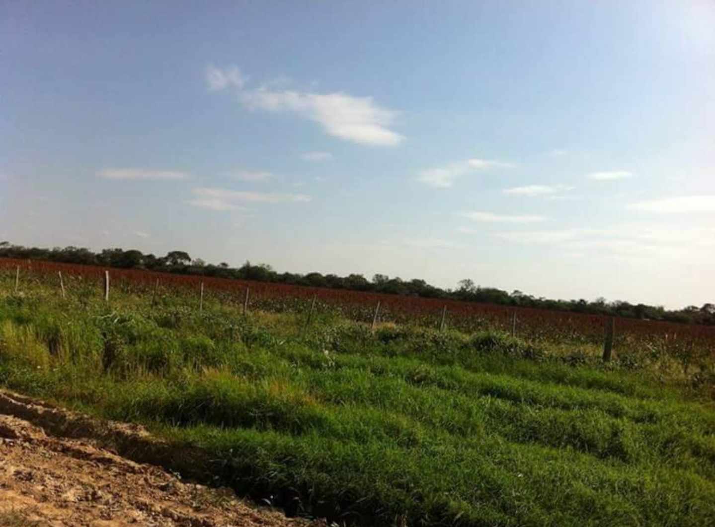 Quinta propiedad agrícola 5800 has en VENTA en 3 CRUCES  Foto 6