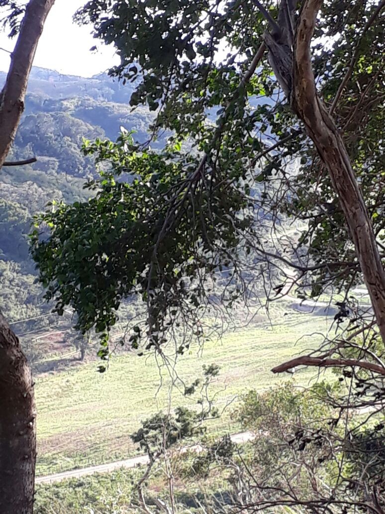 Terreno en VentaTerreno de relieve ondulado en comunidad cañadon con arboles citricos    Foto 1
