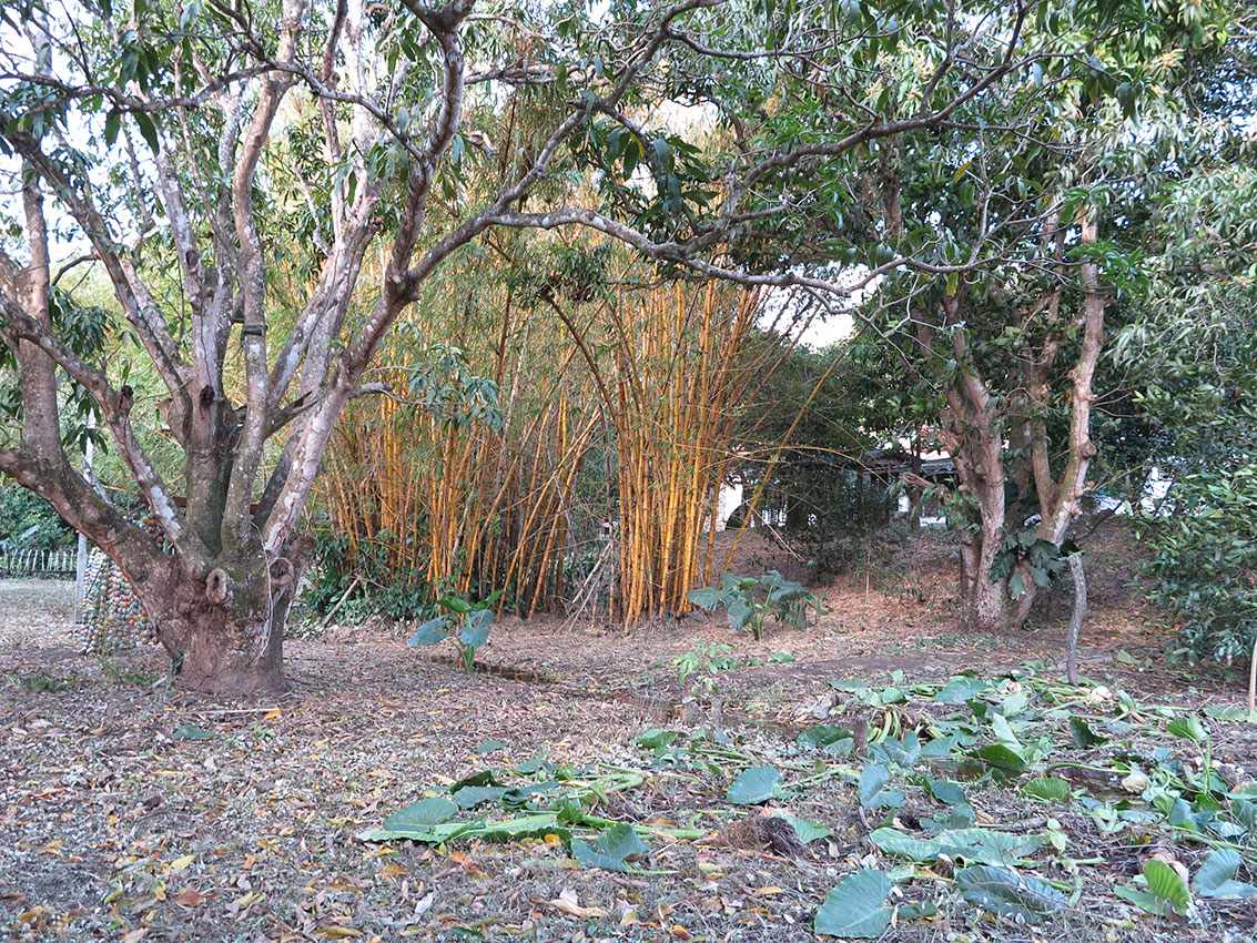 Quinta propiedad agrícola en La Guardia en La Guardia    Foto 4