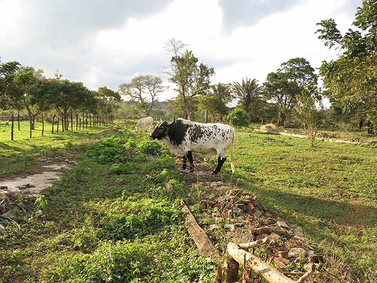 Quinta propiedad agrícola en VentaLa Guardia a 500 m de la Doble vía La Guardia    Foto 2