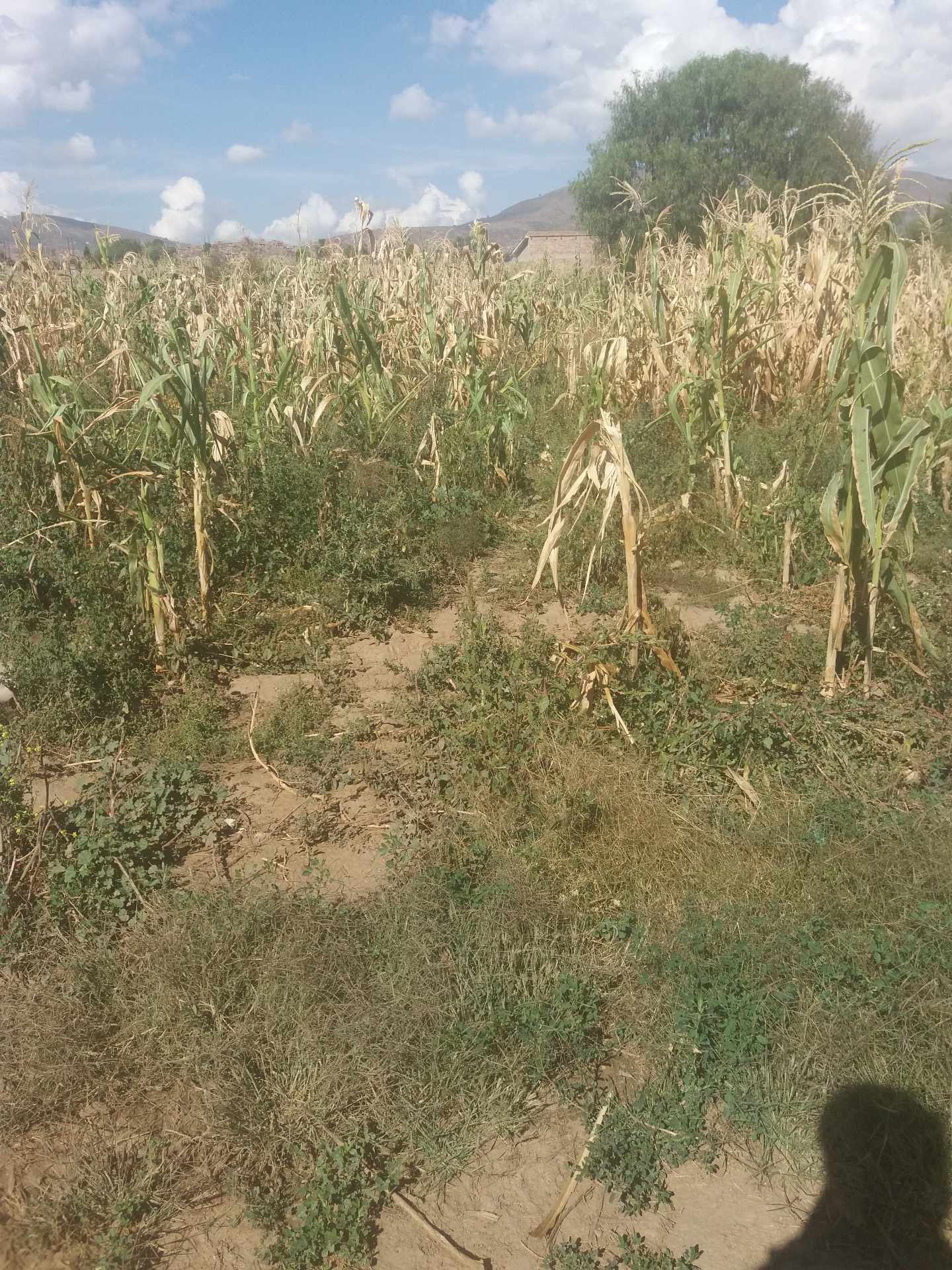 Terreno en VentaAV. PANAMERICANA ESQUINA COLEGIO SAN ANTONIO, CAMINO EN SENTIDO A MOLLE MOLLE; ZONA SUD PUCARA Foto 8