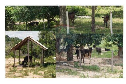 Casa Zona urubo - comunidad cedro tarope - cantón tereb Foto 3