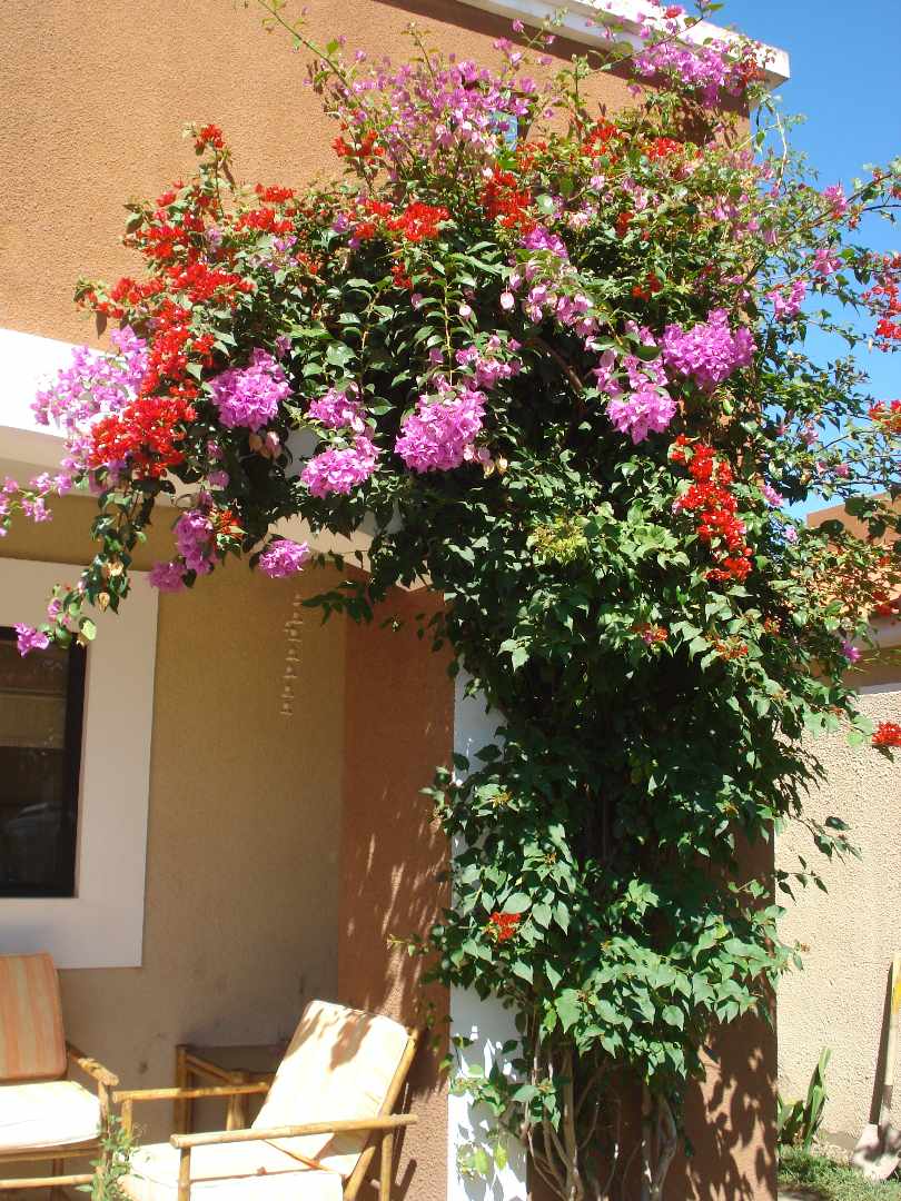 Casa en Pampa de la isla en Santa Cruz de la Sierra 4 dormitorios 3 baños 2 parqueos Foto 2