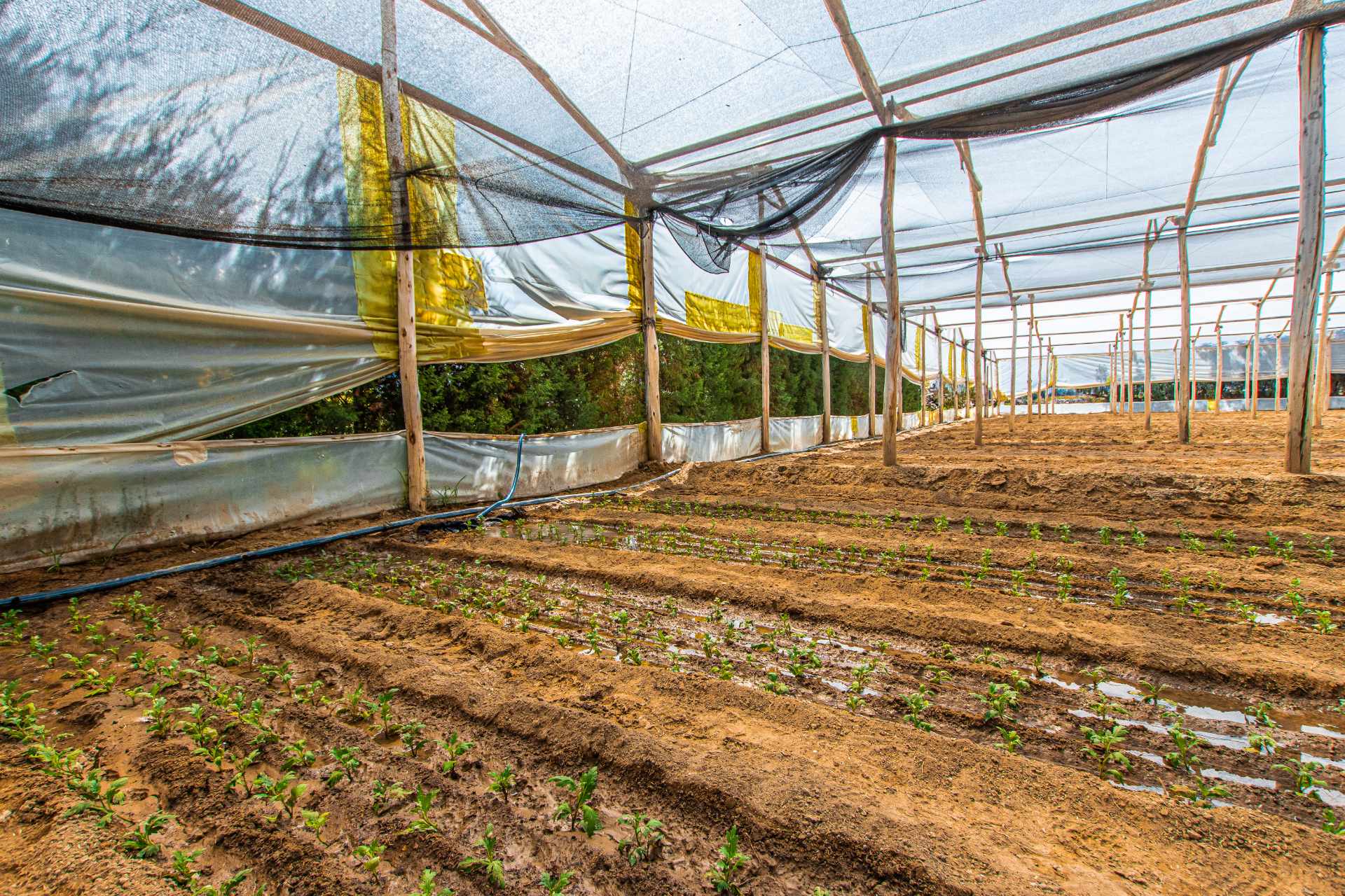 Zona de Muyu Muyu, Provincia Punata us 358,000 [UC