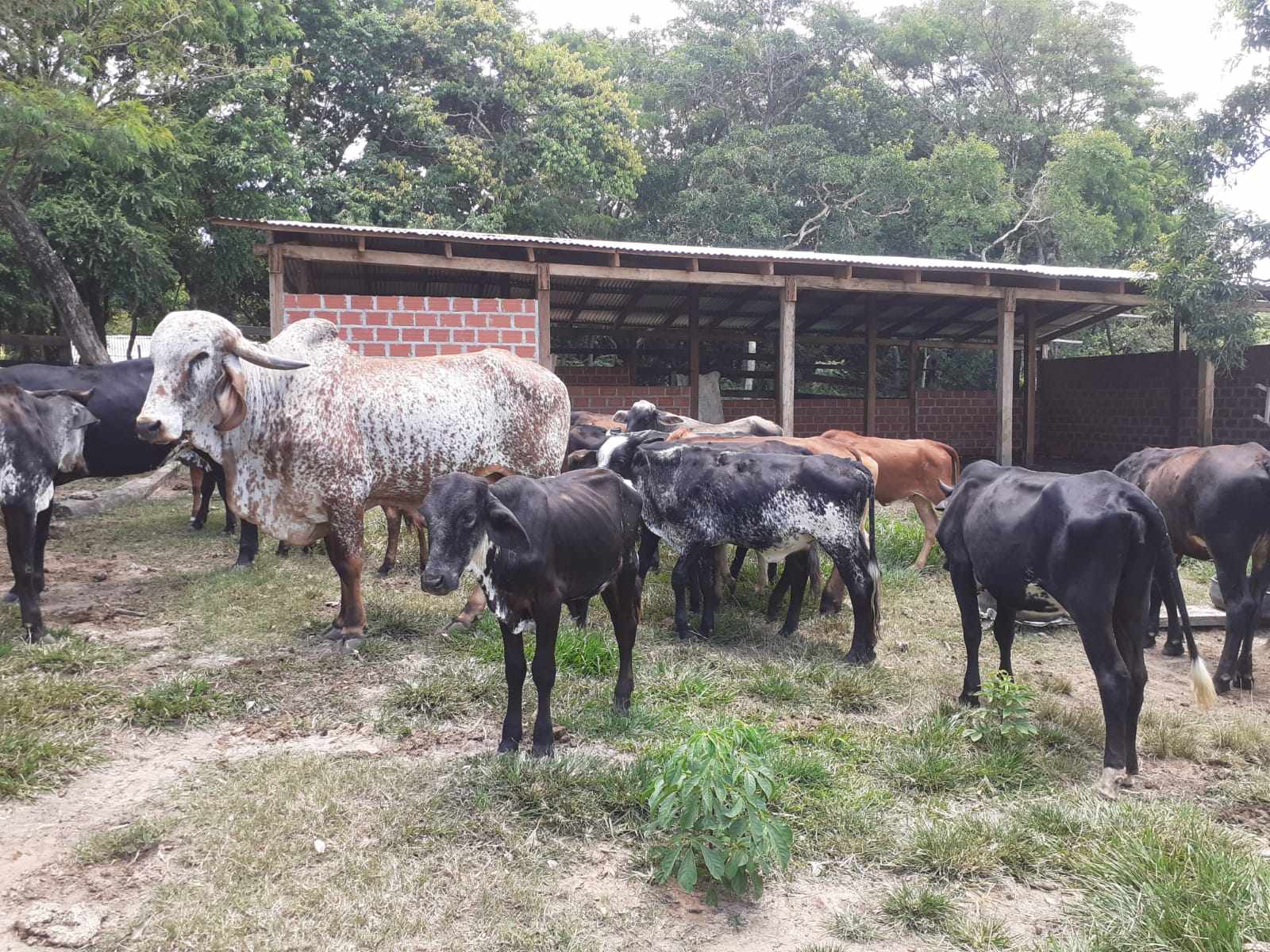 Quinta propiedad agrícola en Doble vía La Guardia en Santa Cruz de la Sierra    Foto 15