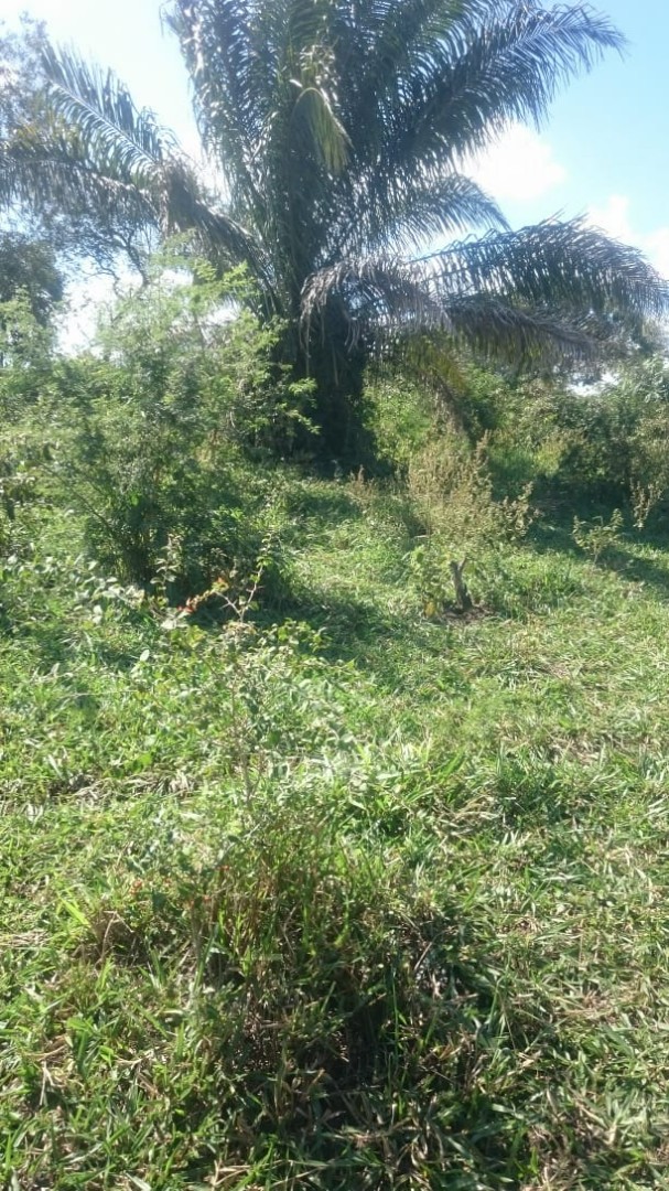 Terreno en VentaROBORÉ frente a rotonda de ingreso y gasolinera, sobre Carretera Bioceánica    Foto 7