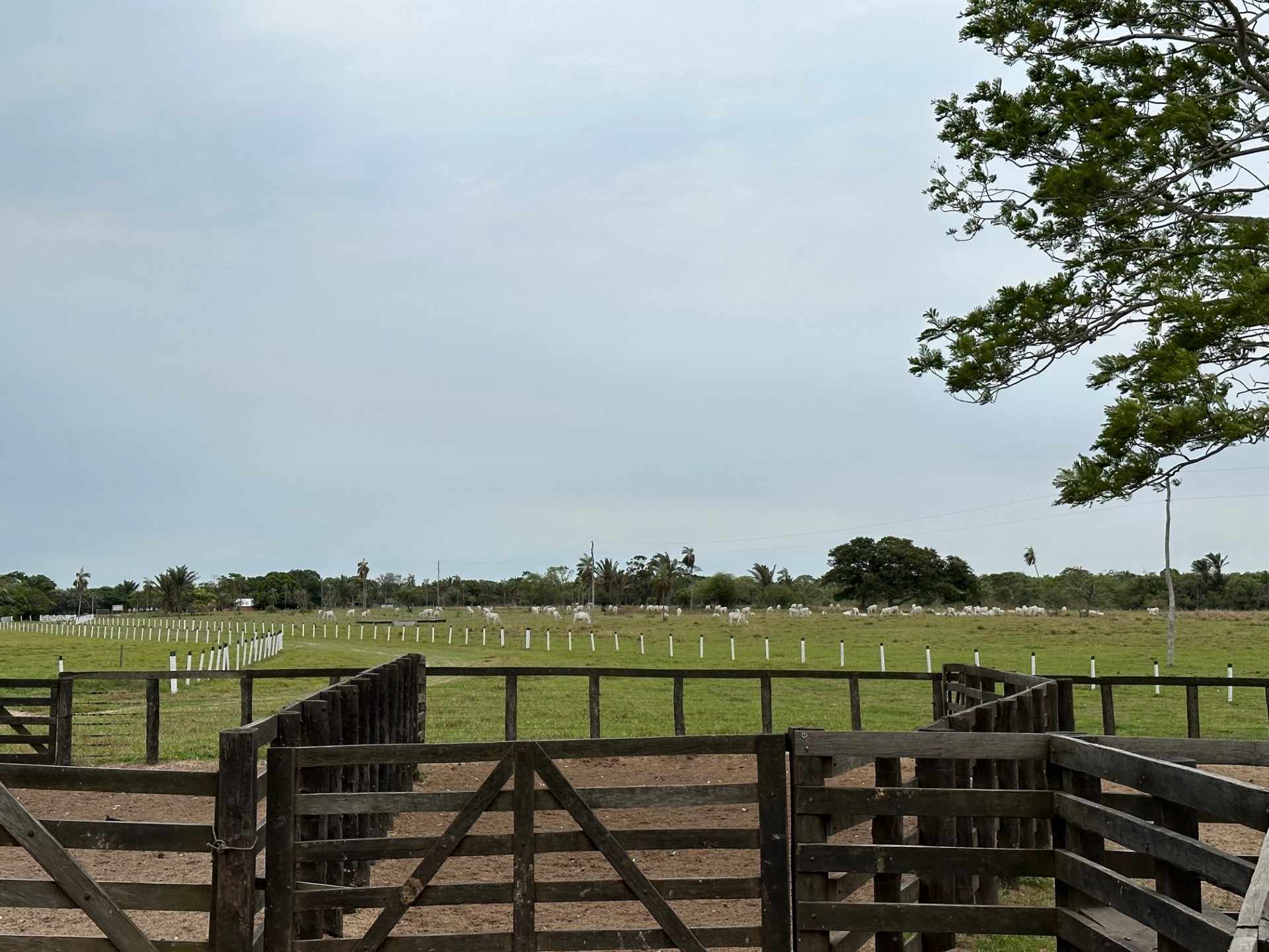 Quinta propiedad agrícola en VentaEn Venta 850 Hectáreas Ganaderas y con Potencial para Urbanizar en Portachuelo    Foto 12