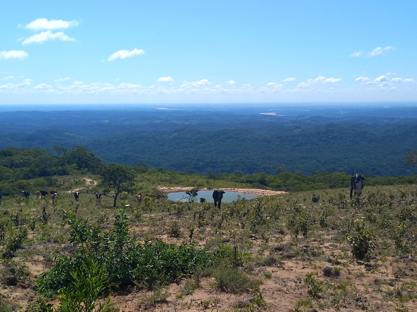 Quinta propiedad agrícola en Doble vía La Guardia en Santa Cruz de la Sierra    Foto 4
