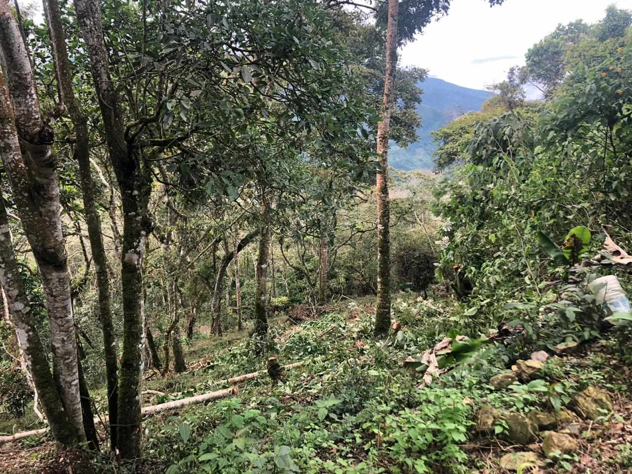 Terreno Coroico Foto 14