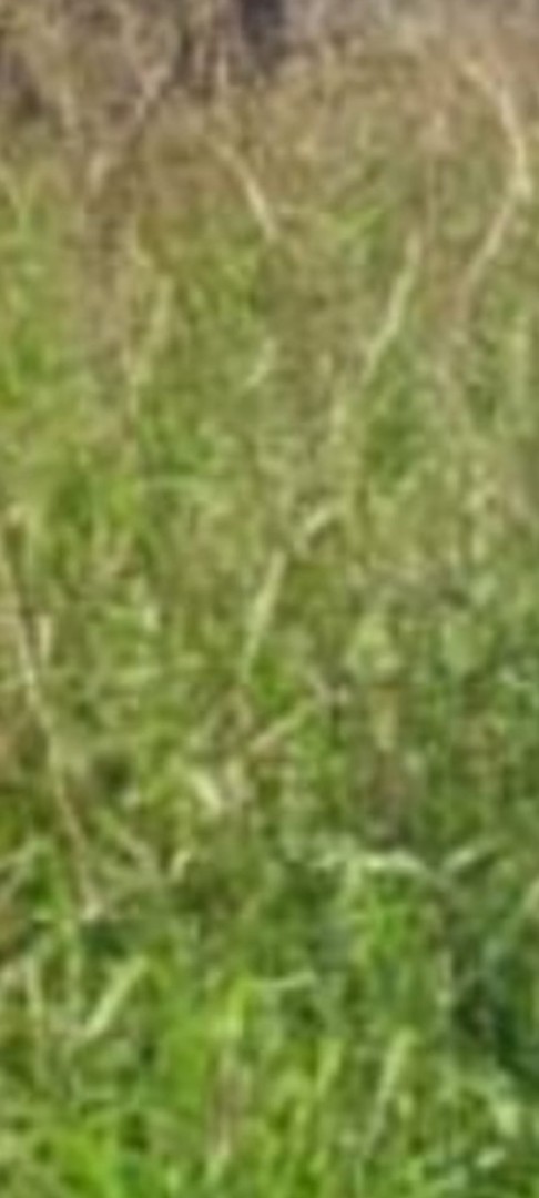 Terreno TERRENO EN VENTA  -     ZONA SAN JORGE    -      AVENIDA LIBERTADORES Foto 5