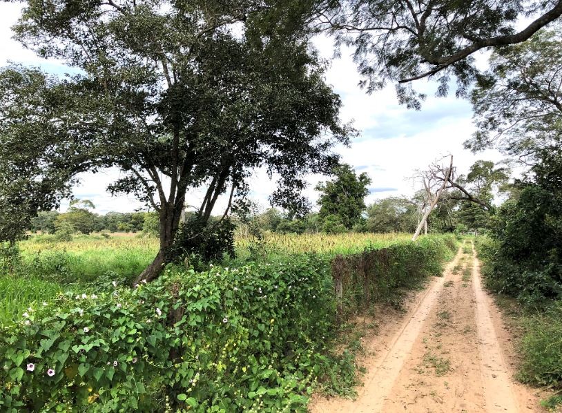 Quinta propiedad agrícola en VentaSan José de Chiquitos 723 Hectáreas (Ganadería/Agricultura) a 35 kms    Foto 12
