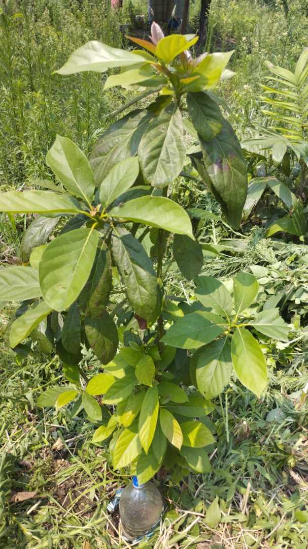Quinta propiedad agrícola A 6km de Porongo, en la comunidad de Surutubia a 15mn de la plaza de Porongo Foto 9