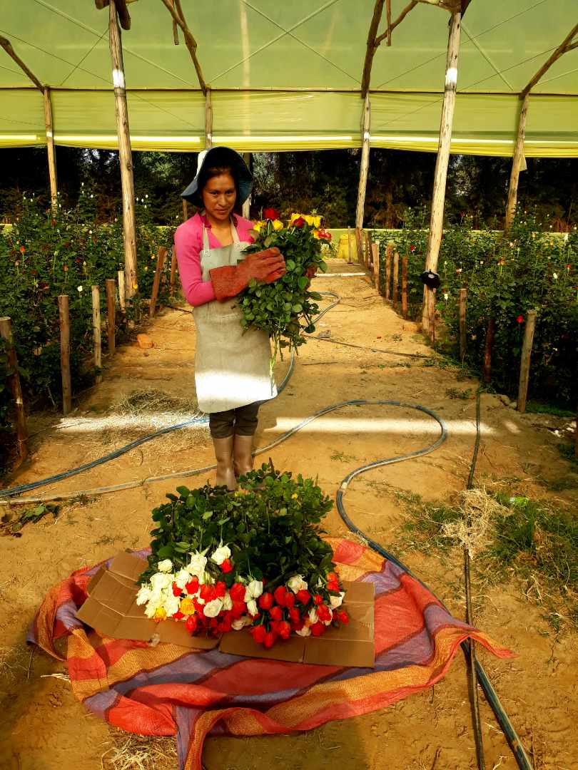 Quinta propiedad agrícola en VentaPunata Foto 11