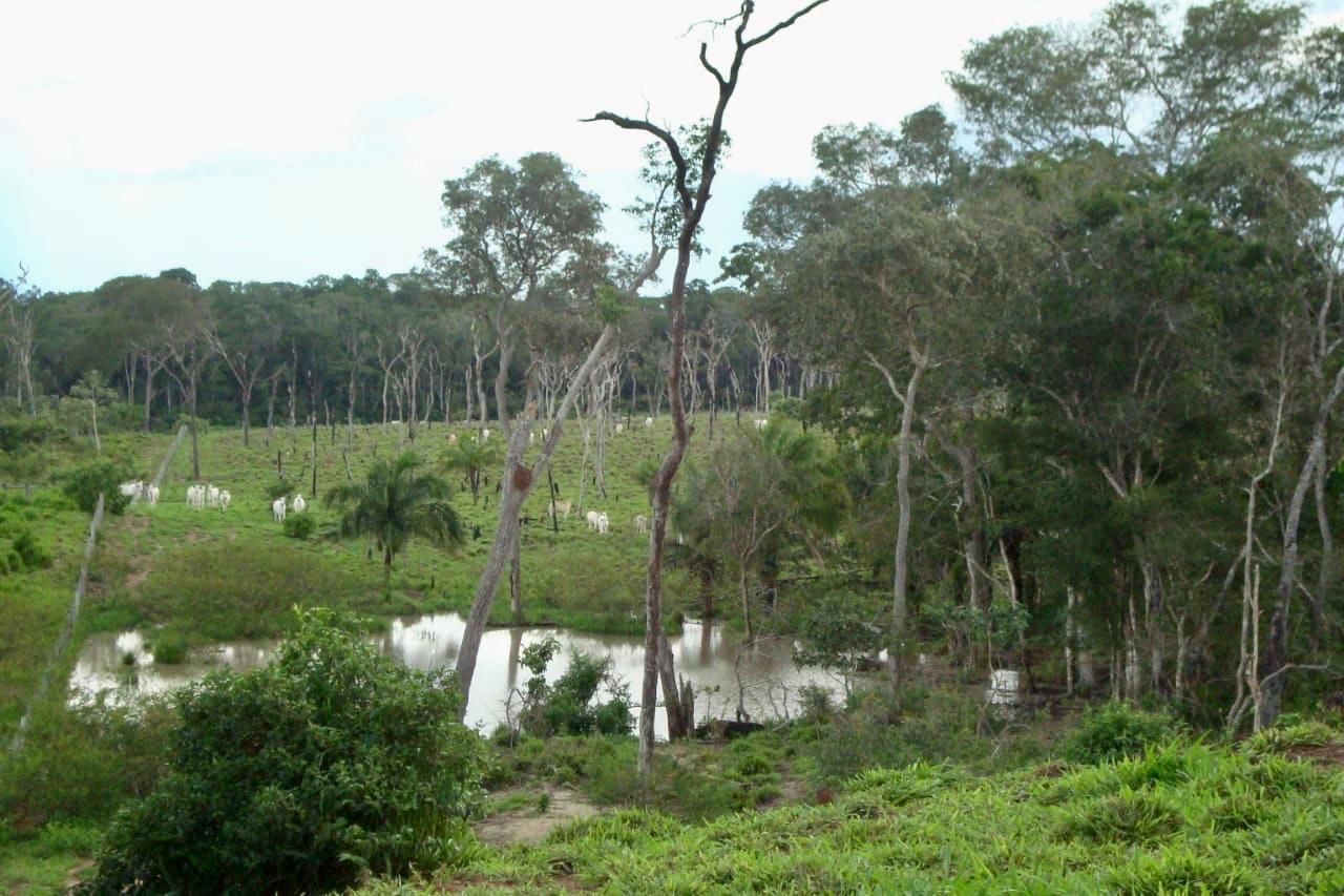 Quinta propiedad agrícola en VentaEn Venta 546 Hectáreas Ganaderas y Potencialmente Agrícolas en San Ignacio de Velasco    Foto 8