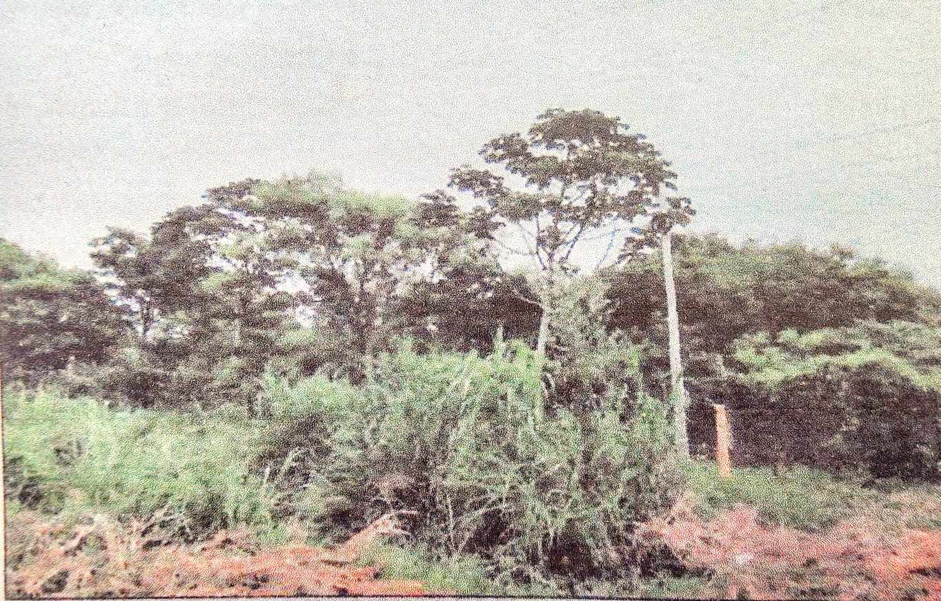 Terreno en VentaEN VENTA TERRENO SOBRE LA CARRETERA WARNES MONTERO ZONA DE USO INDUSTRIAL Foto 5