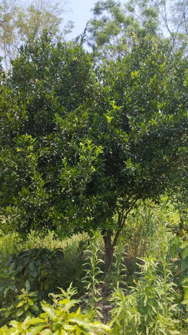 Quinta propiedad agrícola A 6km de Porongo, en la comunidad de Surutubia a 15mn de la plaza de Porongo Foto 6