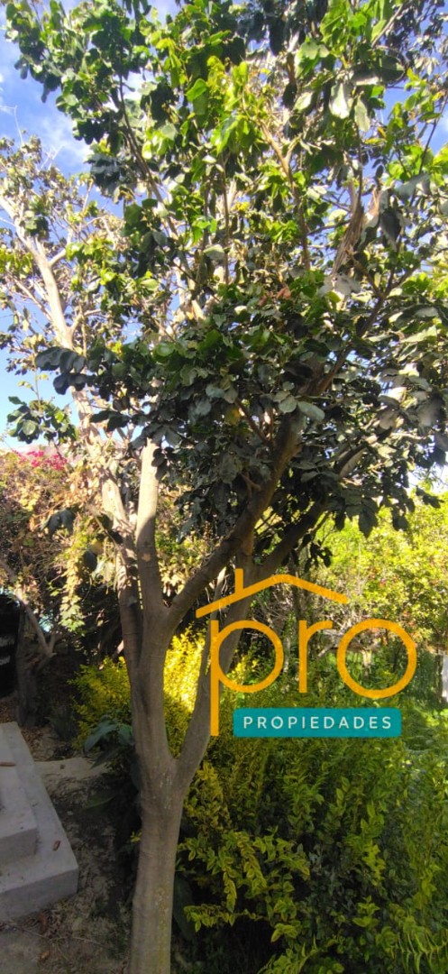 Casa en VentaAvircato, clima cálido 3 dormitorios 2 baños 4 parqueos Foto 4