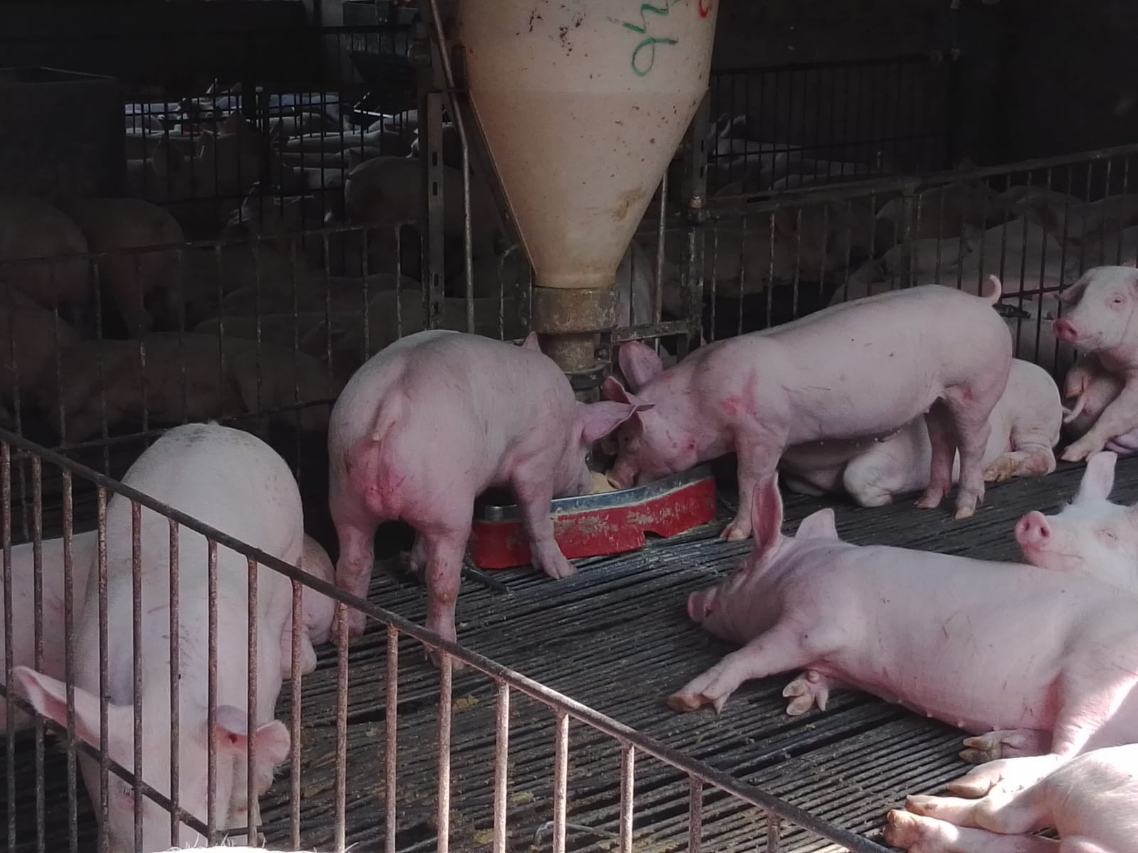 Quinta propiedad agrícola en VentaCOTOCA, ZONA SUE ESTE  Foto 6