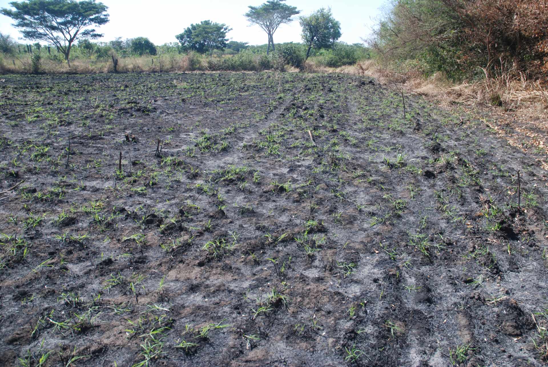 Terreno en VentaCotoca 2do anillo carretera a Pailon, cerca Cofrico Foto 5