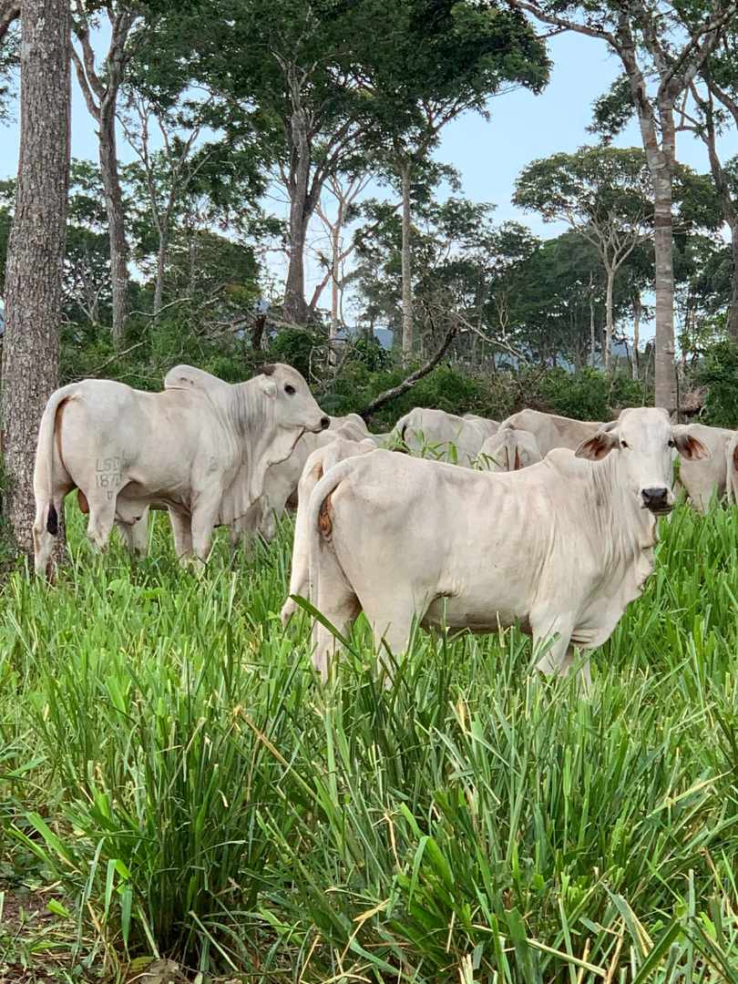 Quinta propiedad agrícola en VentaConcepción: 1.980 Hectáreas Ganaderas sobre Carretera Foto 4