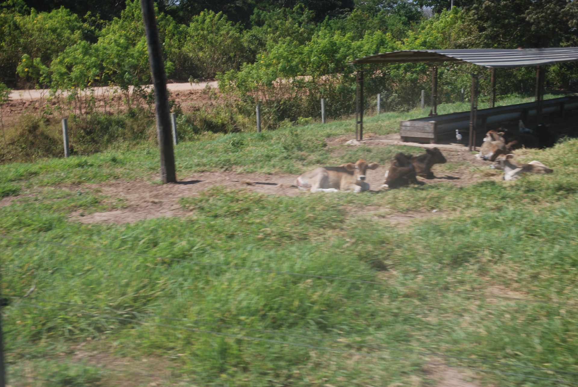 Quinta propiedad agrícola en Venta A 20mn de Warnes  vendo una Hermosa  Lecheria productiva  de 56ha  Foto 13