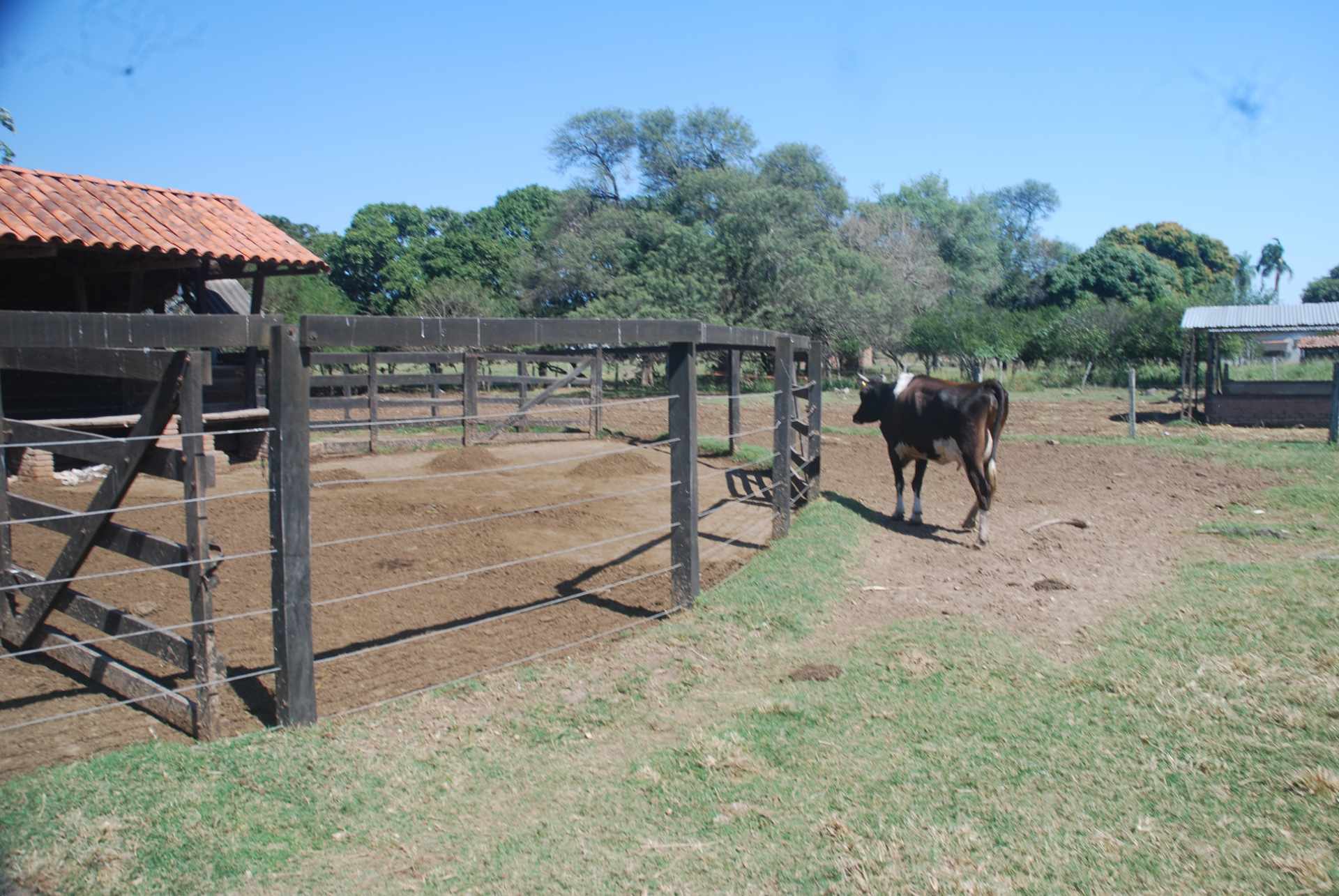 Quinta propiedad agrícola en Venta A 20mn de Warnes  vendo una Hermosa  Lecheria productiva  de 56ha  Foto 31