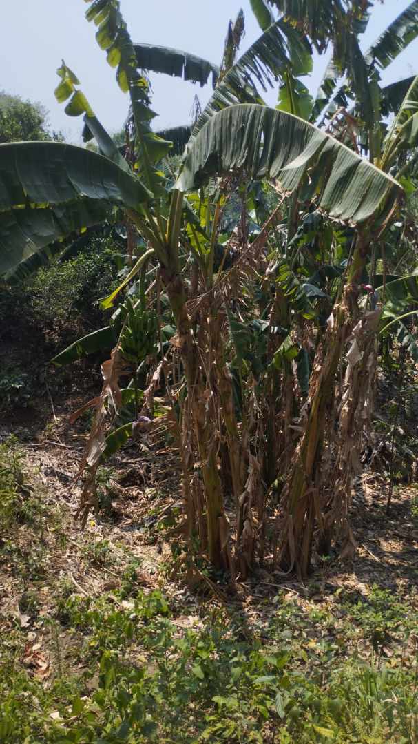 Quinta propiedad agrícola A 6km de Porongo, en la comunidad de Surutubia a 15mn de la plaza de Porongo Foto 2