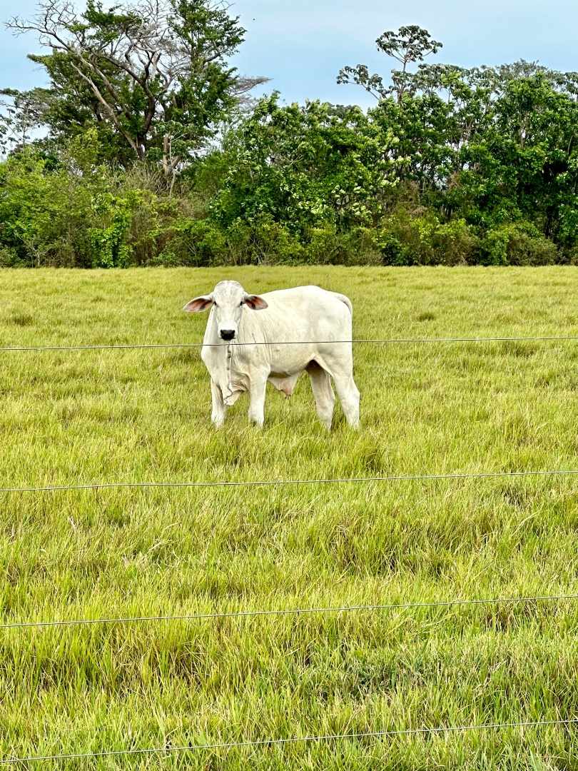 Quinta propiedad agrícola en VentaEn Venta 850 Hectáreas Ganaderas y con Potencial para Urbanizar en Portachuelo    Foto 9