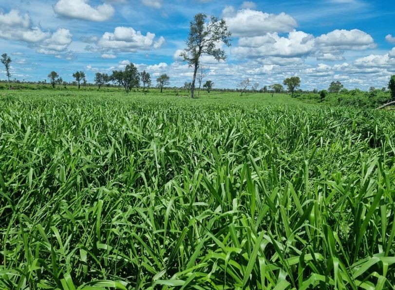 Quinta propiedad agrícola en Zona Nueva Santa Cruz en Santa Cruz de la Sierra    Foto 1