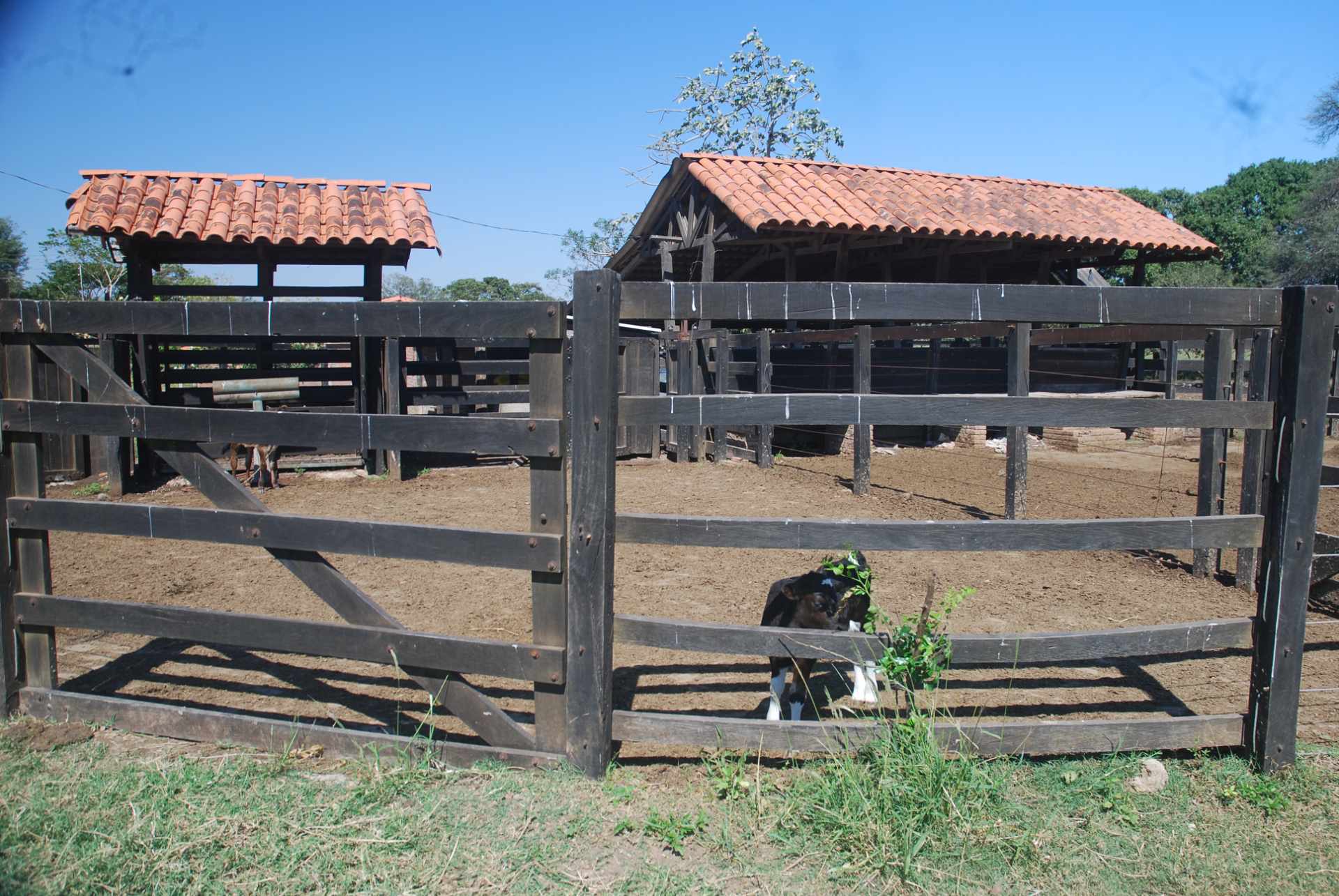 Quinta propiedad agrícola en Venta A 20mn de Warnes  vendo una Hermosa  Lecheria productiva  de 56ha  Foto 8