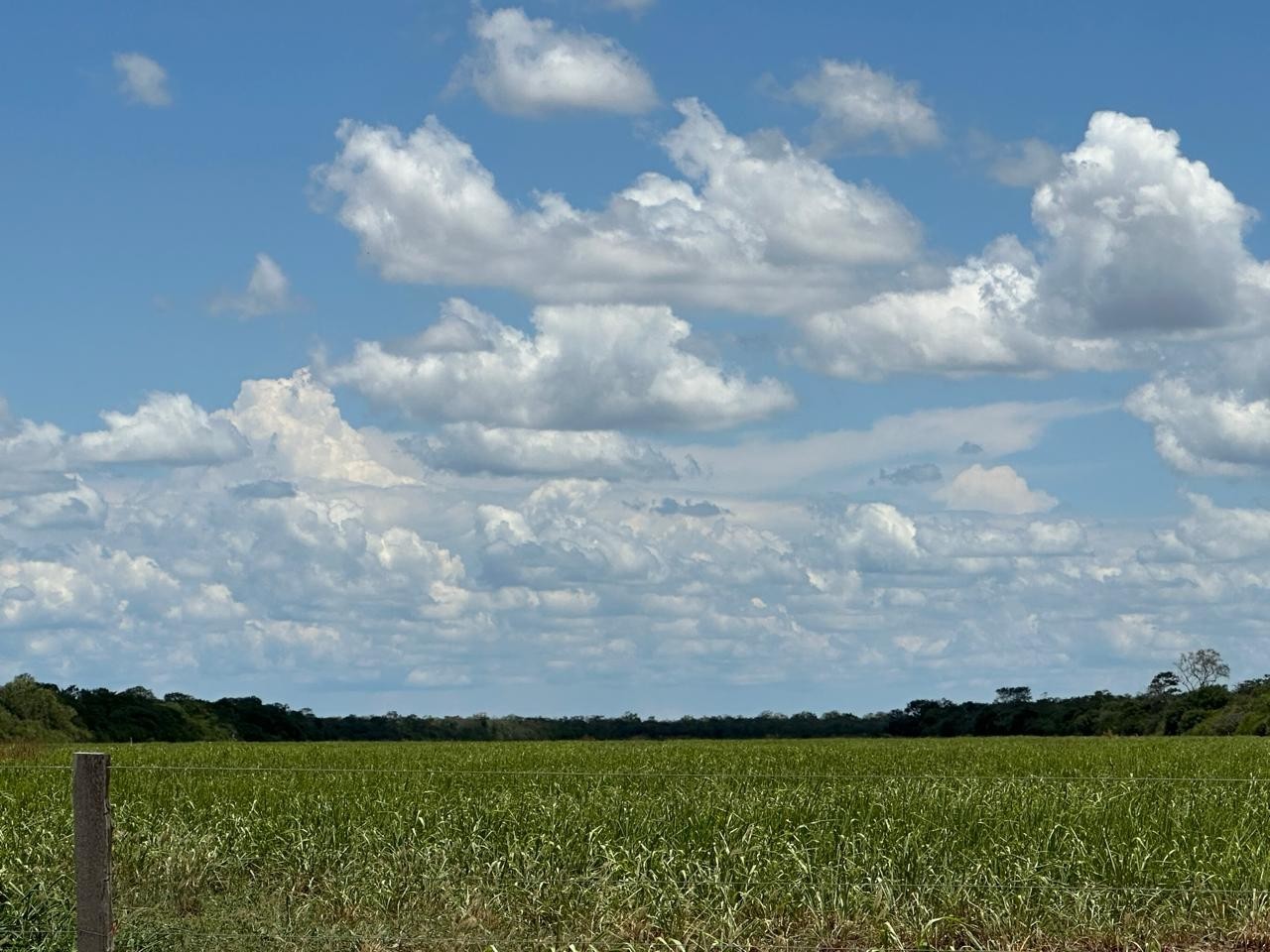 Quinta propiedad agrícola en VentaEn Venta: 13.720 Ganaderas con potencial Agrícola en SIV Foto 2