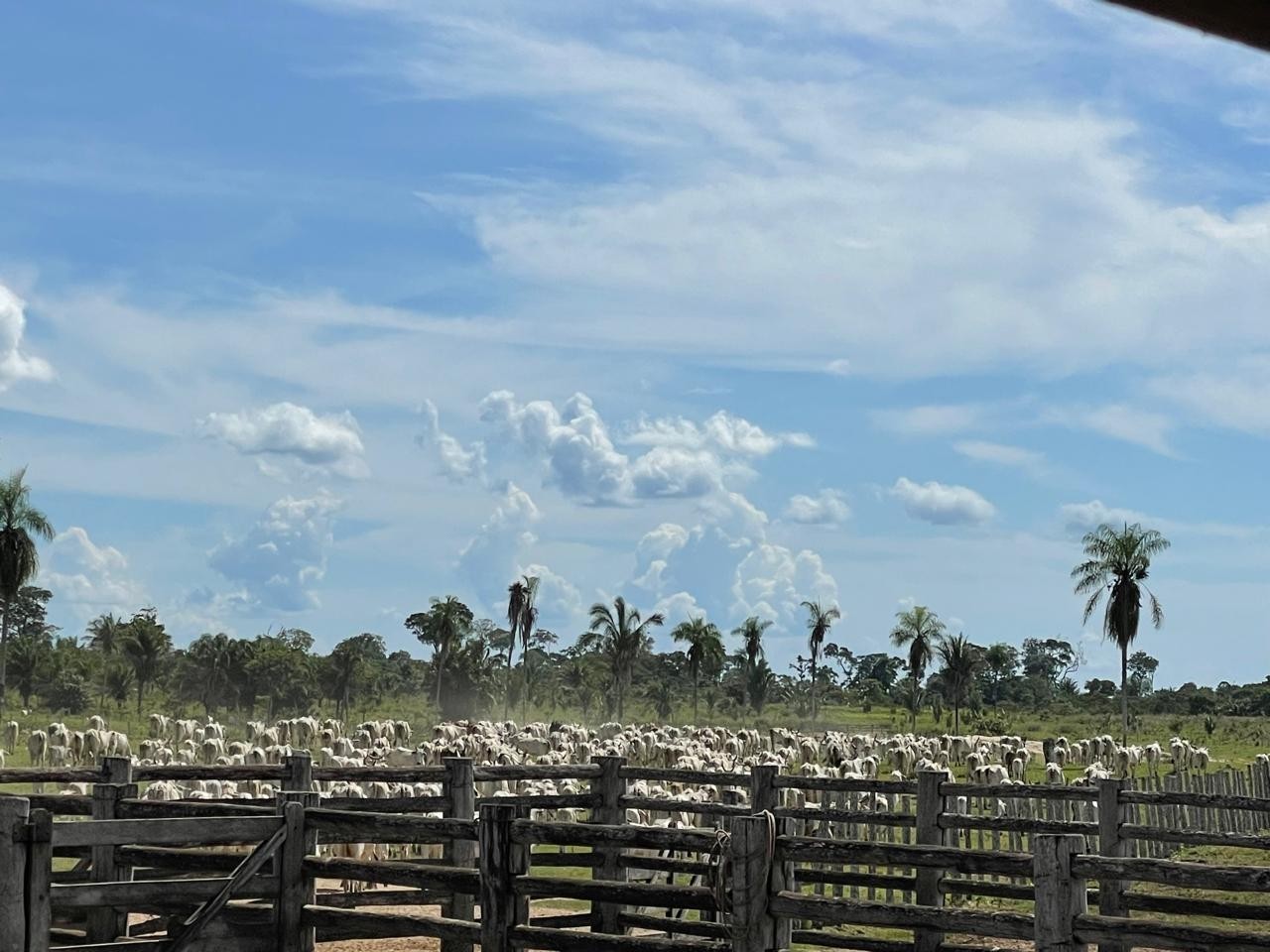 Quinta propiedad agrícola en VentaEn Venta: 13.720 Ganaderas con potencial Agrícola en SIV Foto 6