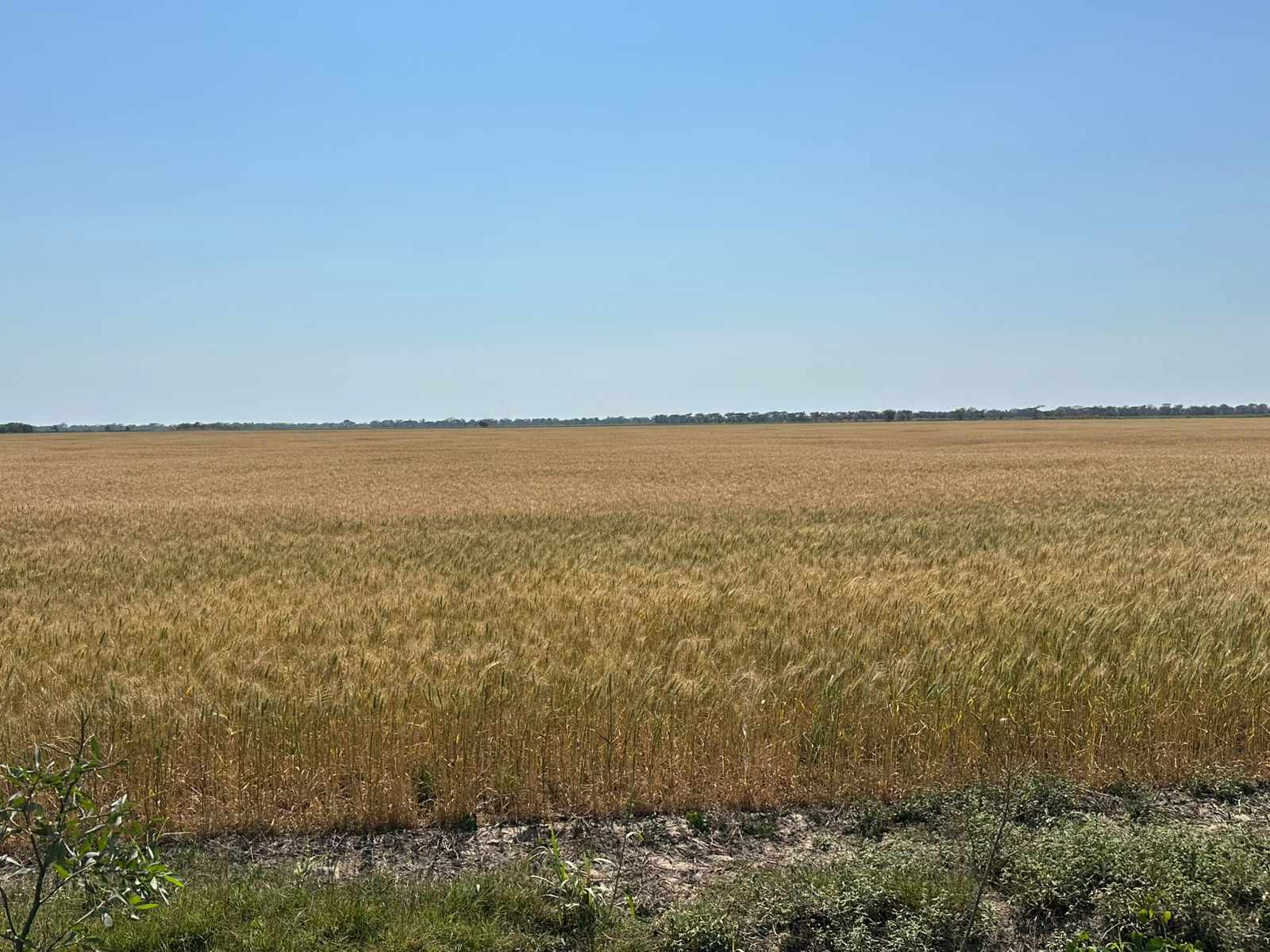 Quinta propiedad agrícola en VentaEn Venta 485 Hectáreas Agrícolas 100% Desarrolladas en Puente Banegas Foto 7