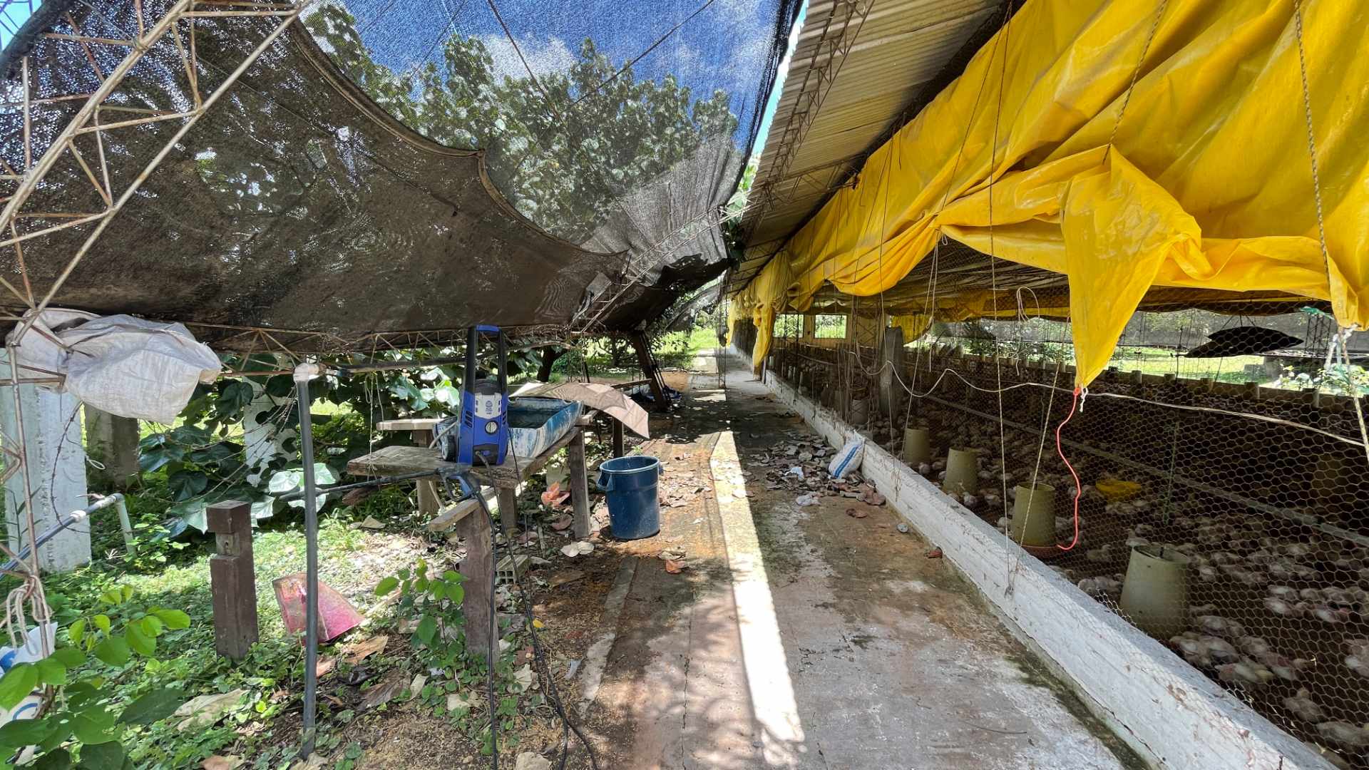 Quinta propiedad agrícola en VentaGRANJA LISTA PARA PRODUCIR -  EN VENTA - COTOCA - 8000m² -  3 dormitorios 2 baños 10 parqueos Foto 9