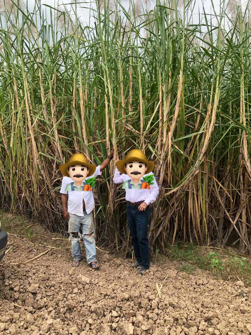 Quinta propiedad agrícola en VentaEn Venta
Propiedad con 100% producción cañera en Montero    Foto 3