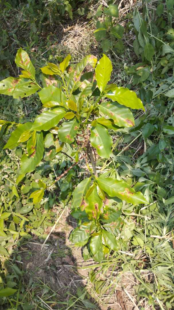 Quinta propiedad agrícola A 6km de Porongo, en la comunidad de Surutubia a 15mn de la plaza de Porongo Foto 5