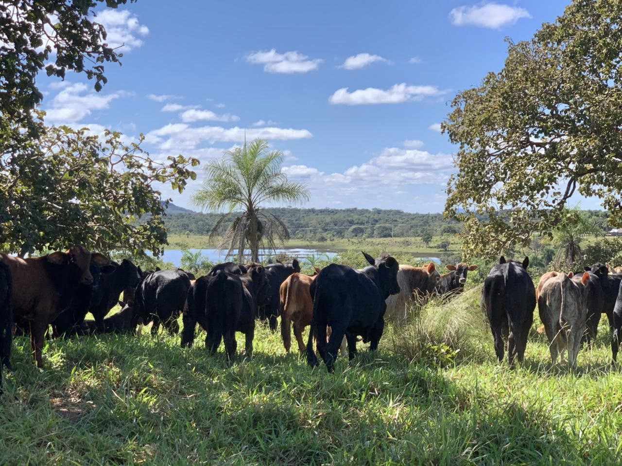 Quinta propiedad agrícola en VentaConcepción: 1.980 Hectáreas Ganaderas sobre Carretera Foto 5